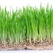 Superfood Weizengras: 4 Fakten, die Sie über die grünen Halme wissen sollten