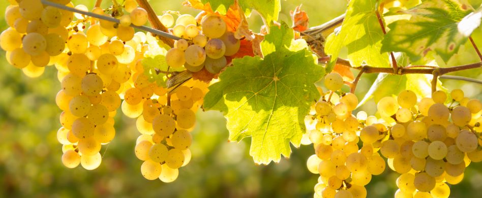 gelbe tafeltrauben an rebe
