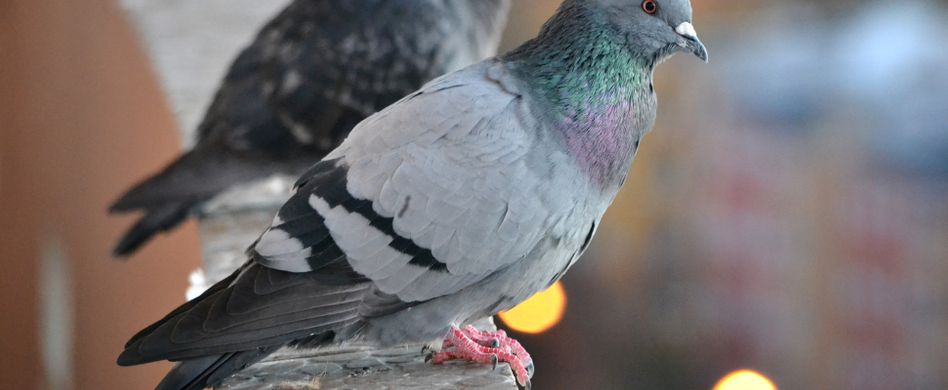 Tauben vom Balkon vertreiben: So halten Sie die Vögel fern