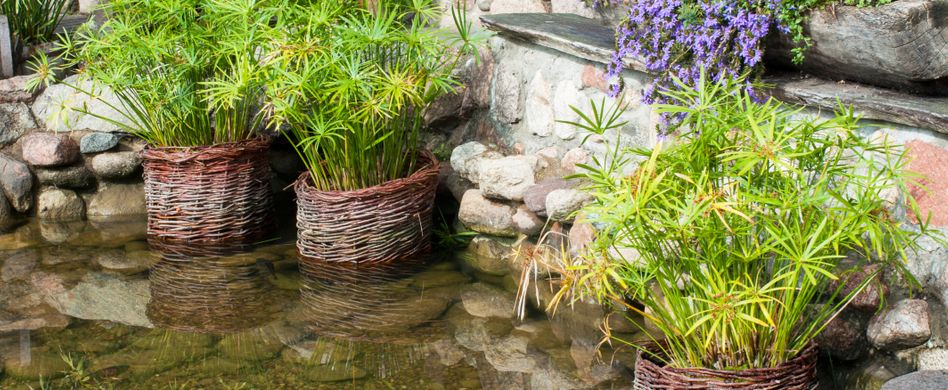 Teichfilter: Möglichkeiten zur Reinigung des Gartenteichs