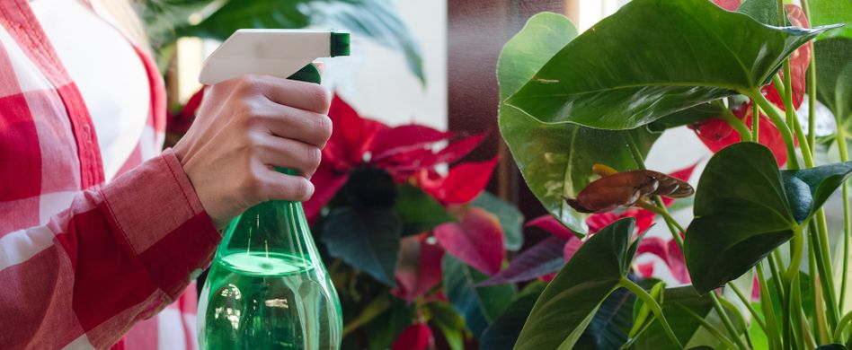 Thripse bekämpfen: So werden Zimmerpflanzen die Schädlinge los