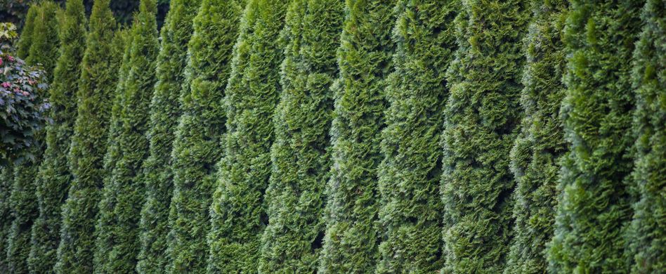 Thuja-Hecke schneiden: Wann und wie Sie Lebensbäume stutzen sollten