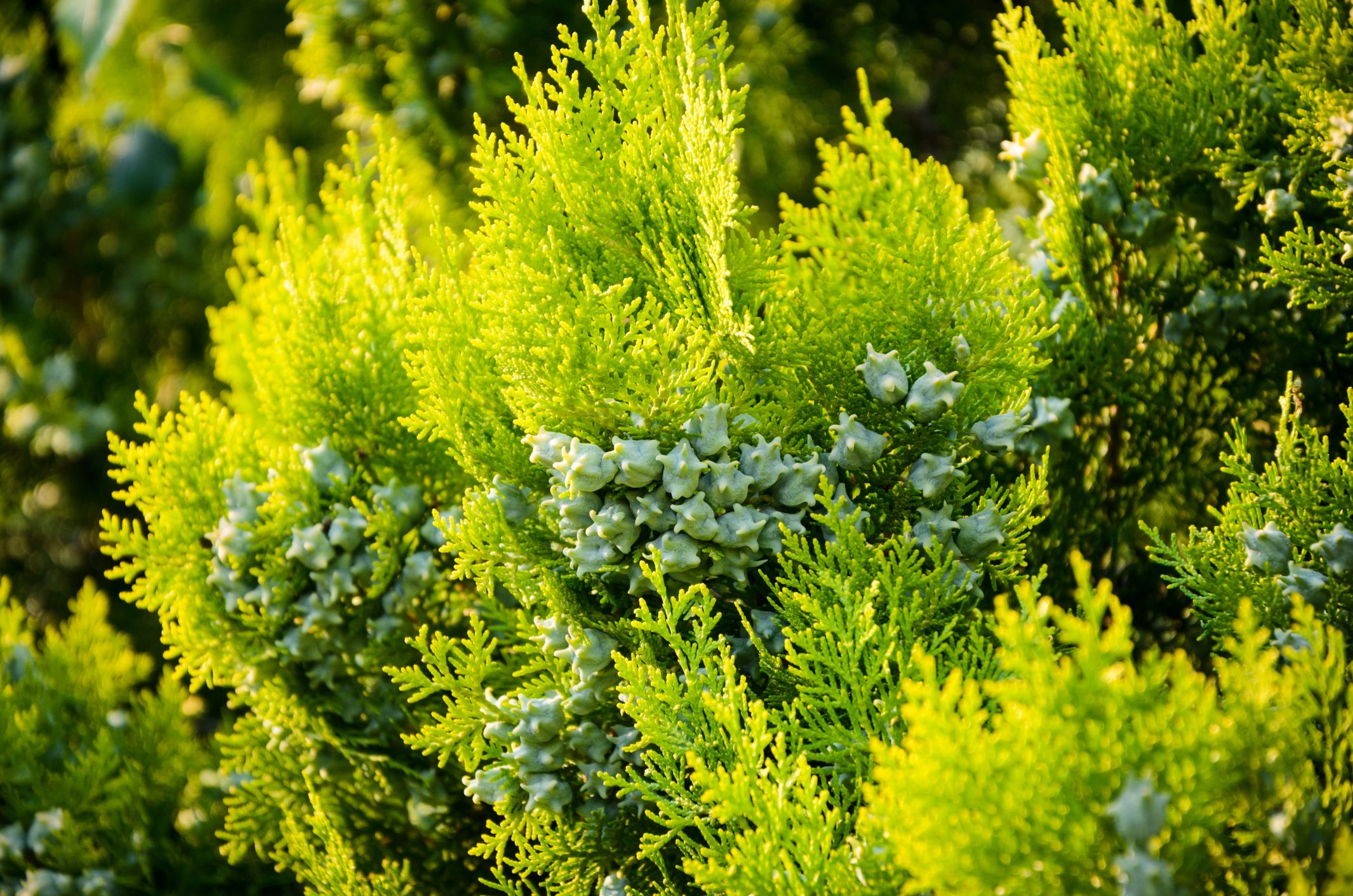 longissima alba wisteria White Japanese Wisteria Plants (Potted / 3 Litre) main image 1
