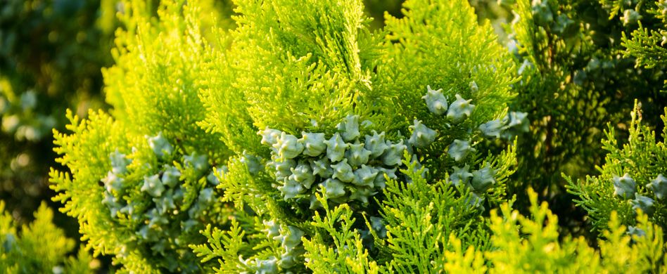 Thuja-Homöopathie: Was verbirgt sich dahinter?