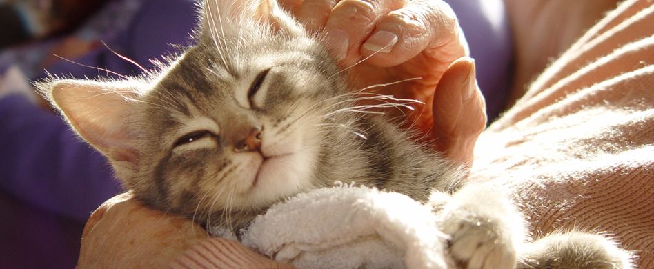 Tiere im Altenheim: Freunde und Therapeuten für Senioren