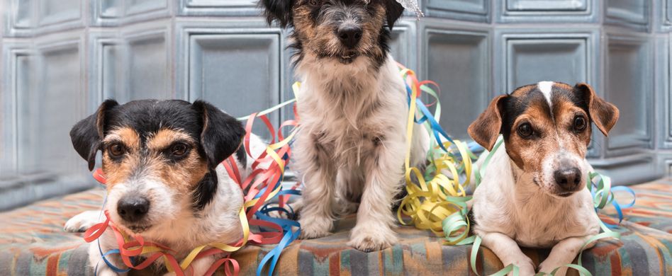 Tipps zum Umgang mit Haustieren an Silvester