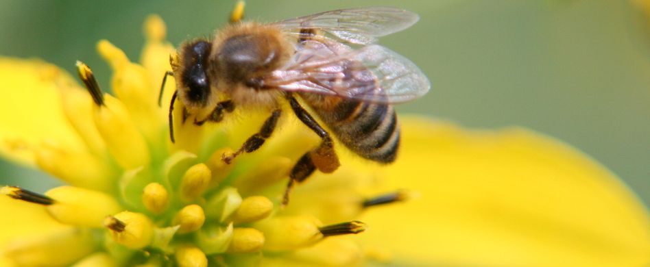 To Be(e) or not to Be(e), ist das hier die Frage?