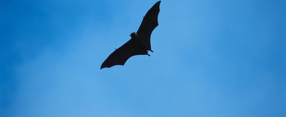 Tollwut beim Menschen: Übertragungswege, Symptome, Behandlung