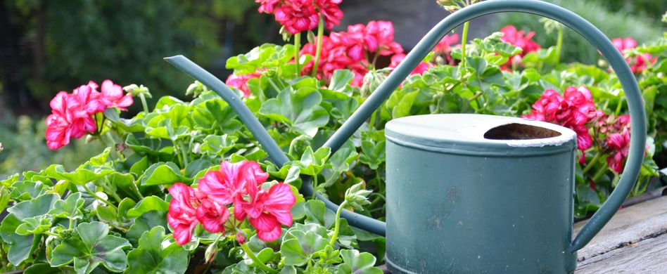 Top 5: Gärtnern leicht gemacht