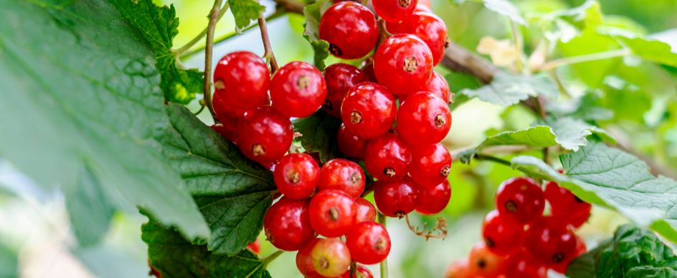 Top 5 Tipps für die eigene Balkonernte