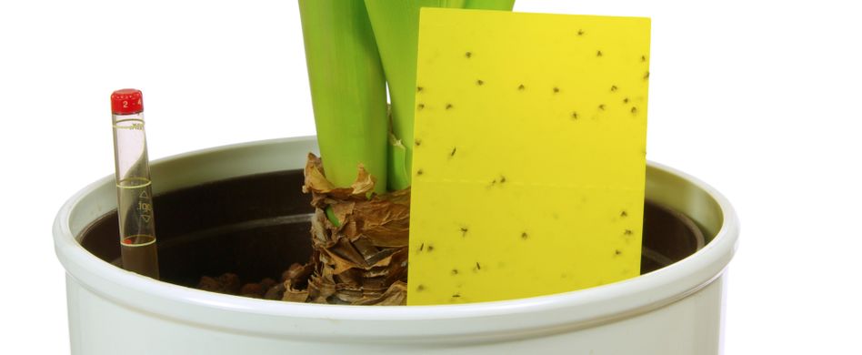 Trauermücken bekämpfen: 4 Hausmittel gegen die Schädlinge