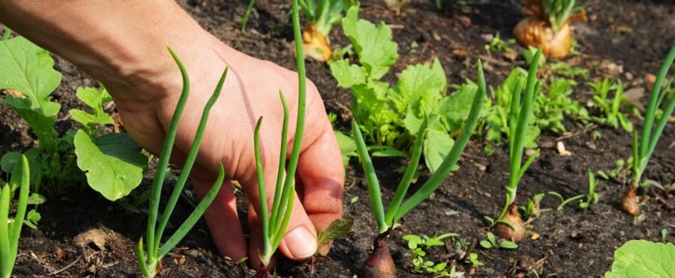 Unkraut vernichten und vorbeugen: Alternativen zu Gift