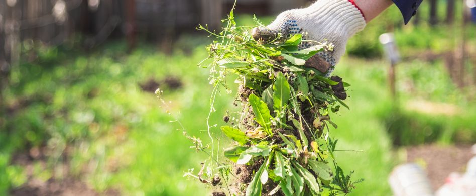 Unkraut in der Hand im Garten gehalten
