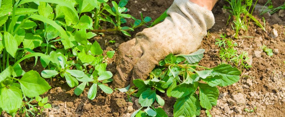 Unkrautvernichter selber machen: Natürlich und effektiv