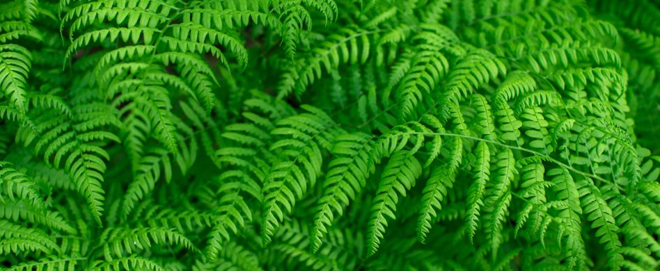 Unterpflanzung von Bäumen – diese Pflanzen wachsen auch unter Bäumen