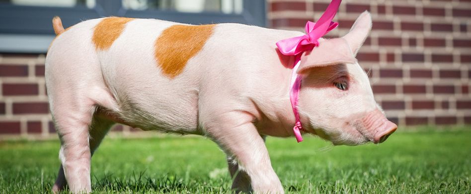 Urban Farming: Welche Tiere Sie in Ihrem Garten halten dürfen