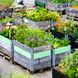 Urban Gardening: 5 tolle Ideen für Stadtgärtner