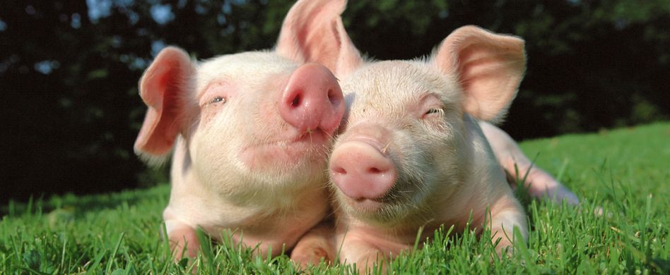 Versteckte Tierprodukte: Hier müssen Veganer und Vegetarier vorsichtig sein