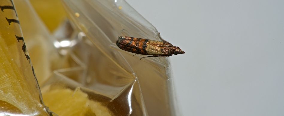 Vorratsschädlinge vermeiden: Was tun gegen Lebensmittelmotten, Fruchtfliegen & Co.?