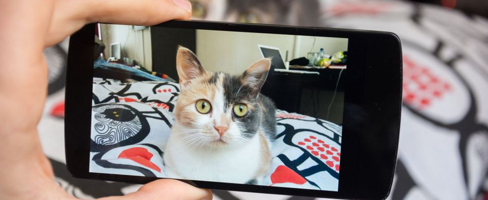 Warum Katzenvideos gut für die Gesundheit sind