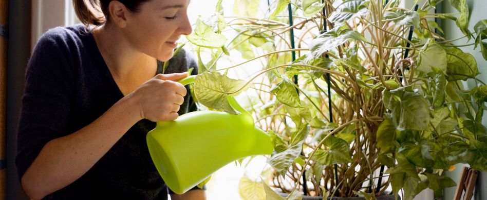Warum Sie mit Ihren Pflanzen sprechen sollten