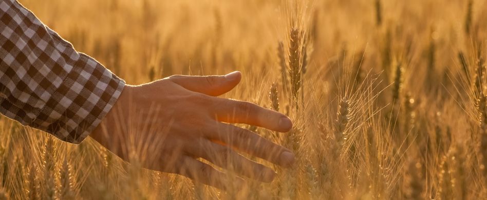 Was ist bei Bio-Mehl anders?