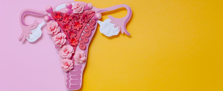 Fortpflanzungssystem der Frau