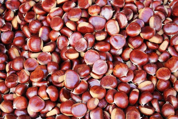 weihnachtessen-vegan-so-zaubern-sie-ein-festmahl-bild-3