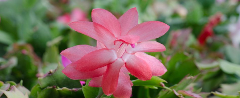 Weihnachtskaktus: Die richtige Pflege für das Kakteengewächs