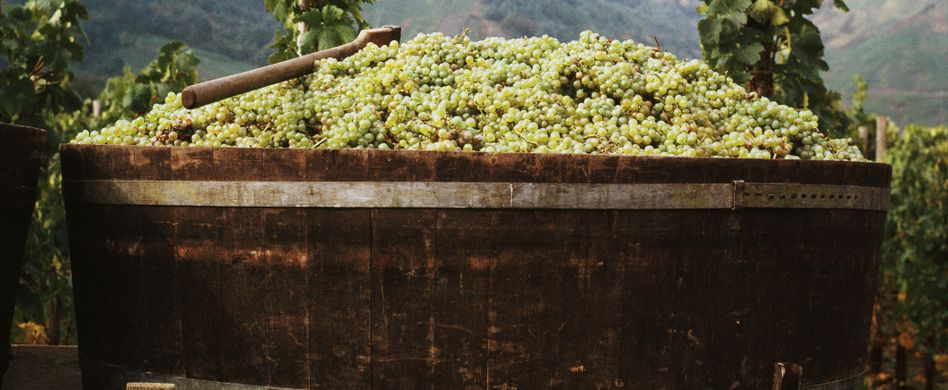 Weintrauben ernten und lagern: So gelingt die Weinlese