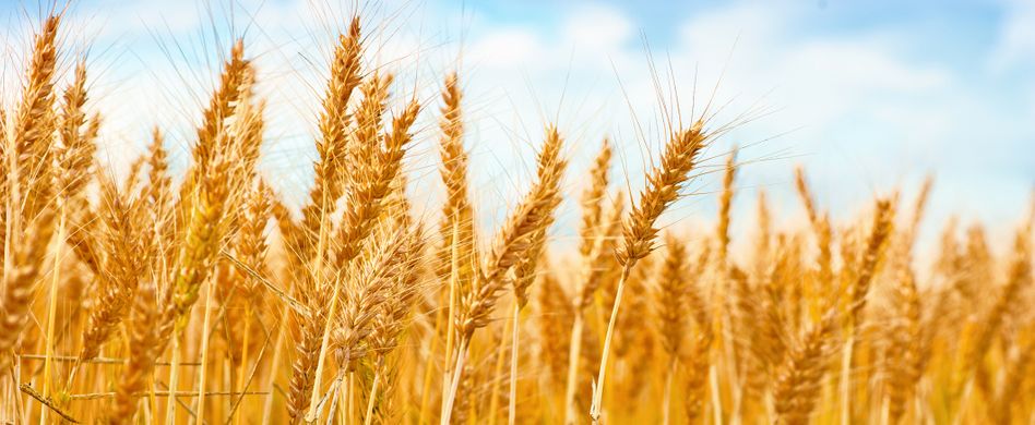Weizen