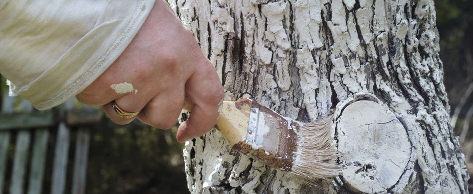 Weißanstrich für Obstbäume: Risse durch Frost verhindern