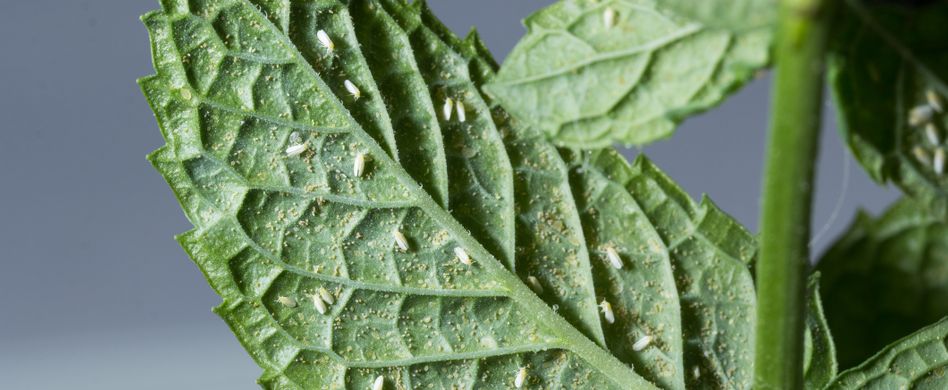 Weiße Fliege bekämpfen: 4 Hilfs- und Hausmittel gegen die kleine Nervensäge