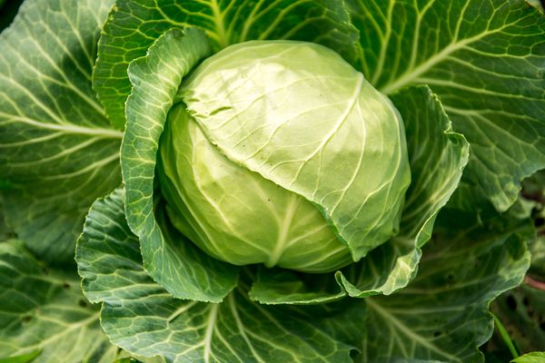 weißkohl-gesundes-wintergemuese-bild-1