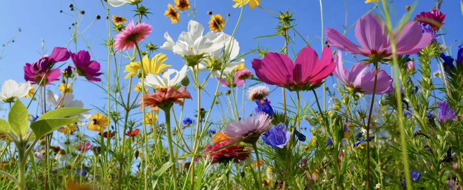 Welche Blumen blühen im Juni?