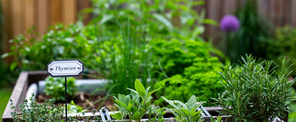 Welche Kräuter eignen sich für ein Hochbeet?