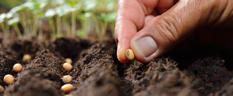 Welches Gemüse wann anpflanzen?