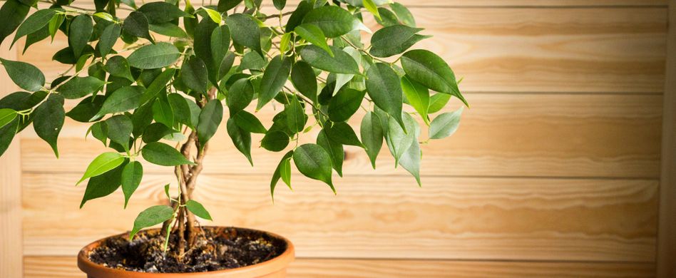 Wenn Pflanzen reden könnten: 5 Gedanken einer Büropflanze