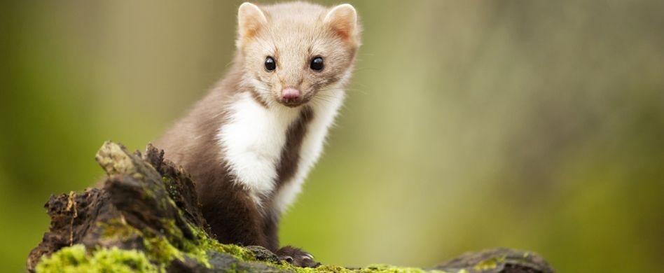 Wer haftet bei einem Marder-Schaden am Auto?