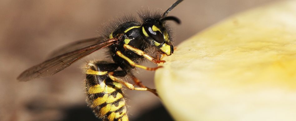Wespe im Anflug: So verhalten Sie sich richtig