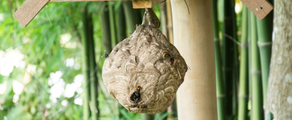 Wespennest entfernen: Eine Sache für den Fachmann