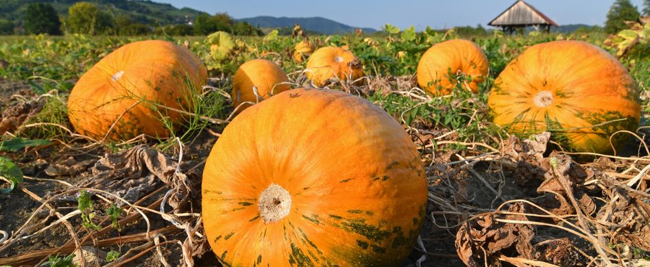 Sie haben Ihren Kürbis - oder Ihre Kürbisse - gut durch den Sommer gebracht. Es wird Herbst, Ihr Anbau-Projekt neigt sich dem Ende und die Erntezeit im Garten kann nun beginnen. In Abhängigkeit von Sonne, Wärme, Niederschlag und Standort kann Ihr Gemüse von Mitte August bis in den Oktober geerntet werden. Doch woran erkennen Sie, wann der richtige Zeitpunkt zum Kürbis ernten ist? In diesem Artikel geben wir Ihnen hierzu ein paar Tipps.