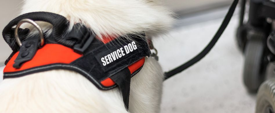 Wie hilft ein PTBS-Assistenzhund bei einer posttraumatischen Belastungsstörung?