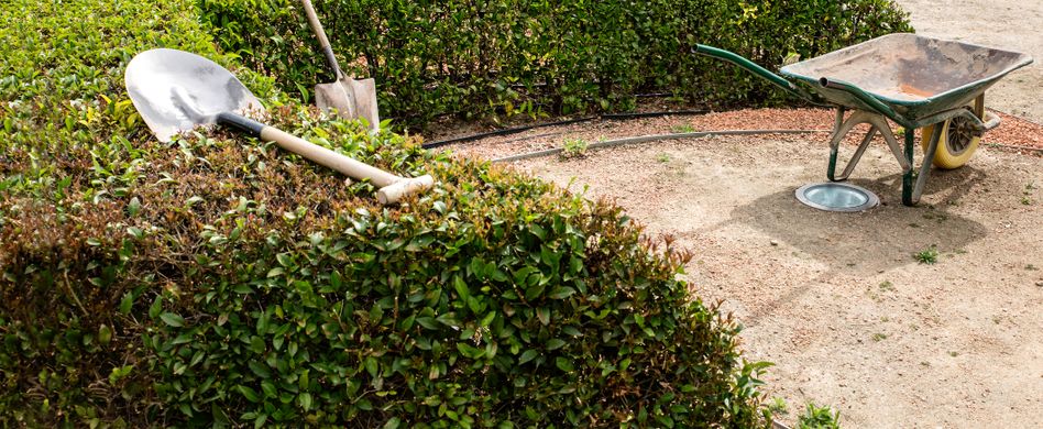 Wie pflanze ich eine Hecke?