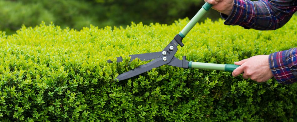 Wie pflege ich meine Hecke?