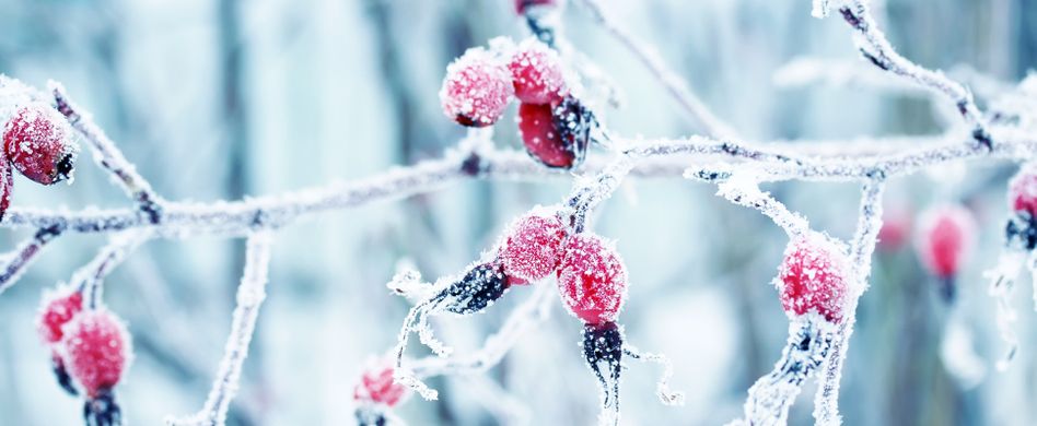 Winterharte Pflanzen für den Balkon: Pflegetipps & Pflanzideen