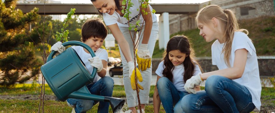 Zwetschgenbaum pflanzen