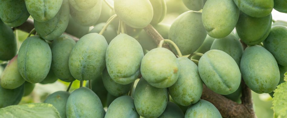 Zwetschgenbaum pflegen: Tipps für einen gesunden Zwetschgenbaum und viel Ertrag