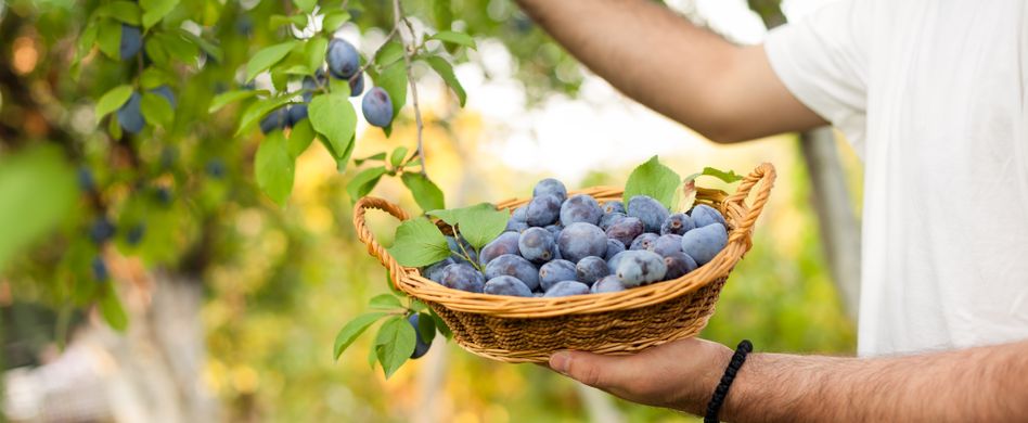 Zwetschgenernte: Zwetschgen ernten und richtig lagern