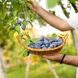 Zwetschgenernte: Zwetschgen ernten und richtig lagern